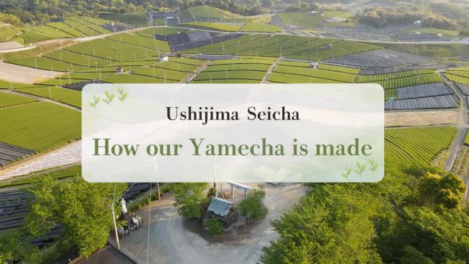 [Factory Tour] How tea is made [Fukuoka's Yame Tea Ushijima Seicha]