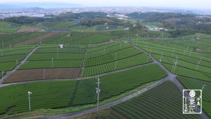 牛島製茶PV　将来に残したい八女の茶畑風景