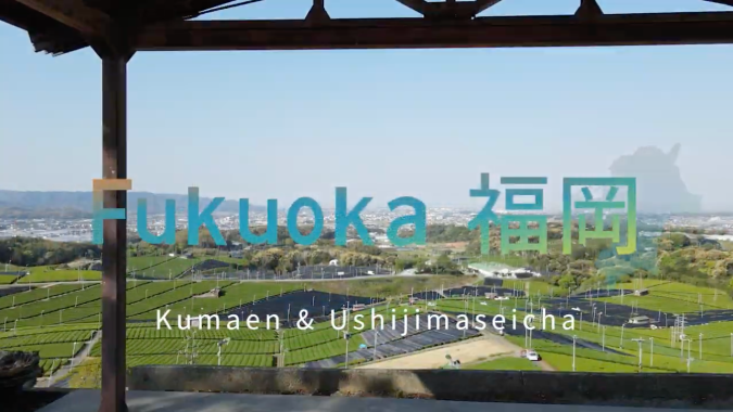 Fukuoka tea featuring YAME tea KUMAEN Z& Ushijima Seicha 八女茶くま園 牛島製茶 福岡 (八女茶)